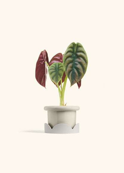 Alocasia Red Secret in a 4 inches Fat Lip Oat Planter in a Oat Petal Drip Tray