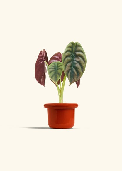 Alocasia Red Secret in a 4 inches Fat Lip Red Planter 