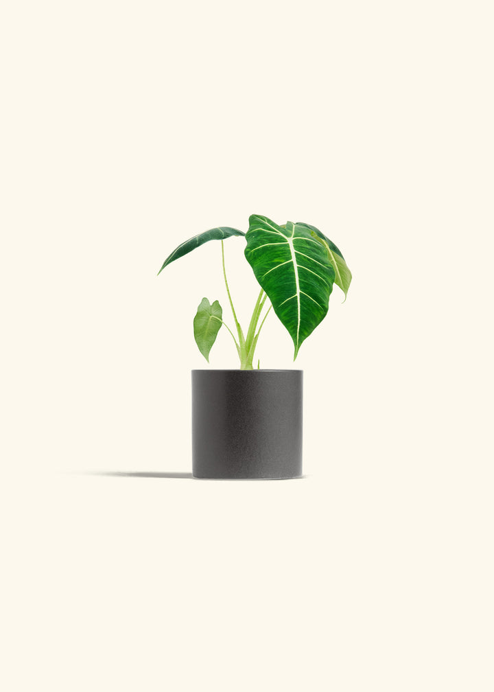 Alocasia Frydek in a 4 inches Charcoal Classic Cylinder Planter 