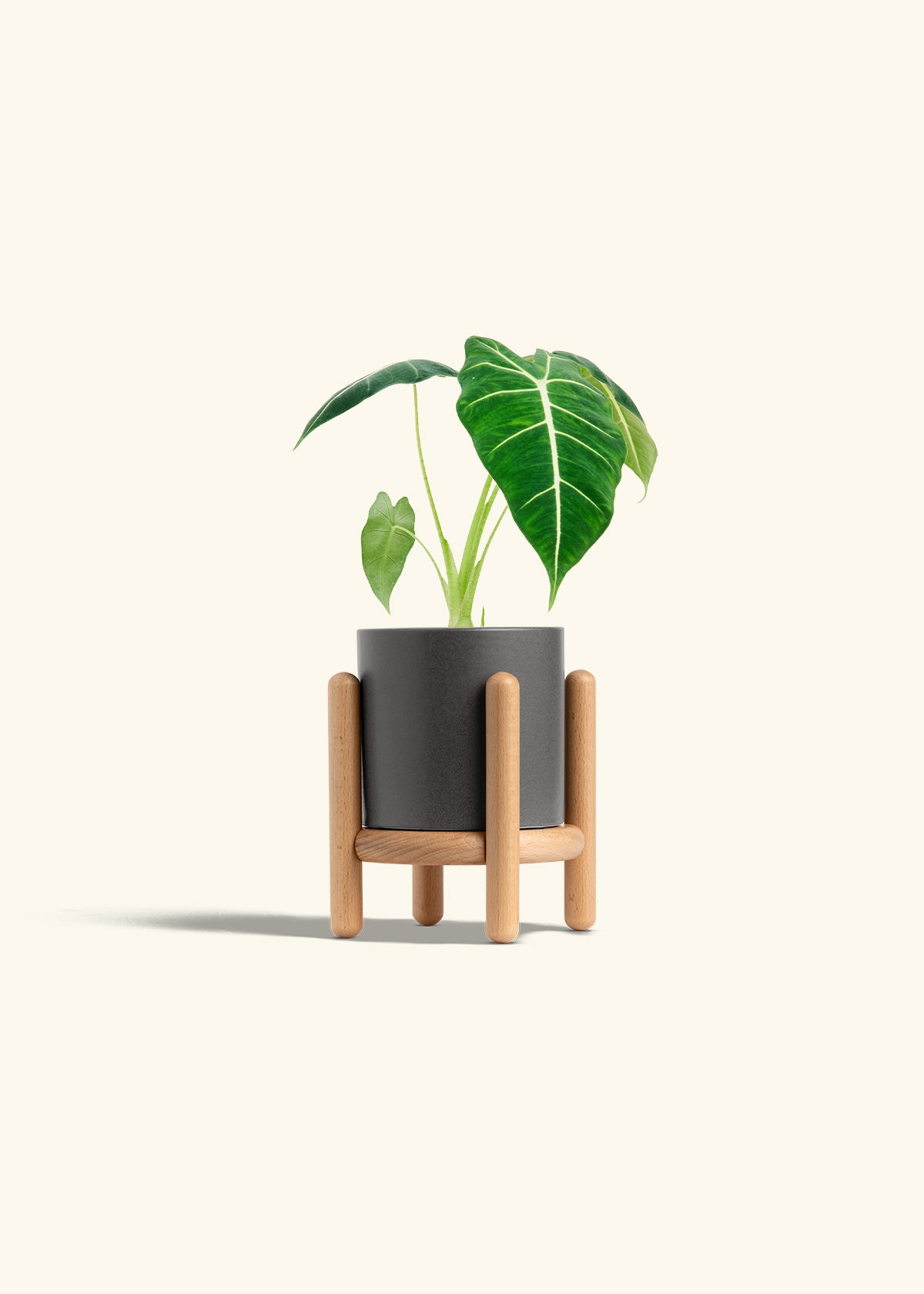 Alocasia Frydek in a 4 inches Charcoal Classic Cylinder Planter in a Beech Wood Stand