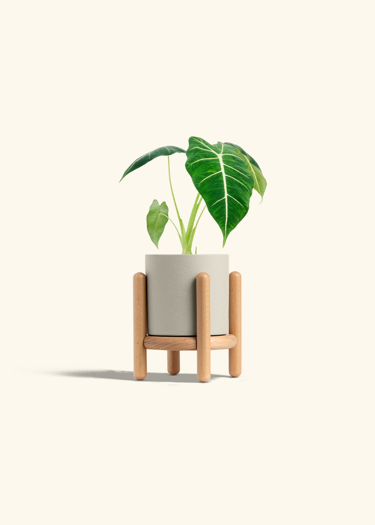 Alocasia Frydek in a 4 inches Oat Classic Cylinder Planter in a Beech Wood Stand