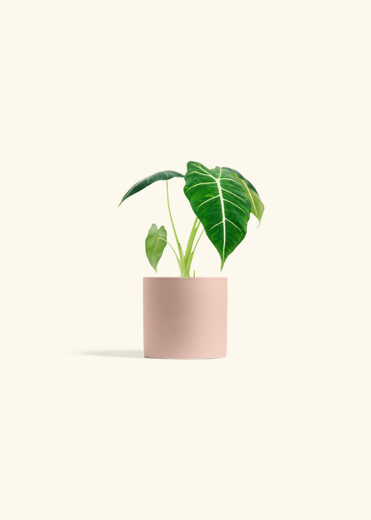 Alocasia Frydek in a 4 inches Pink Classic Cylinder Planter 