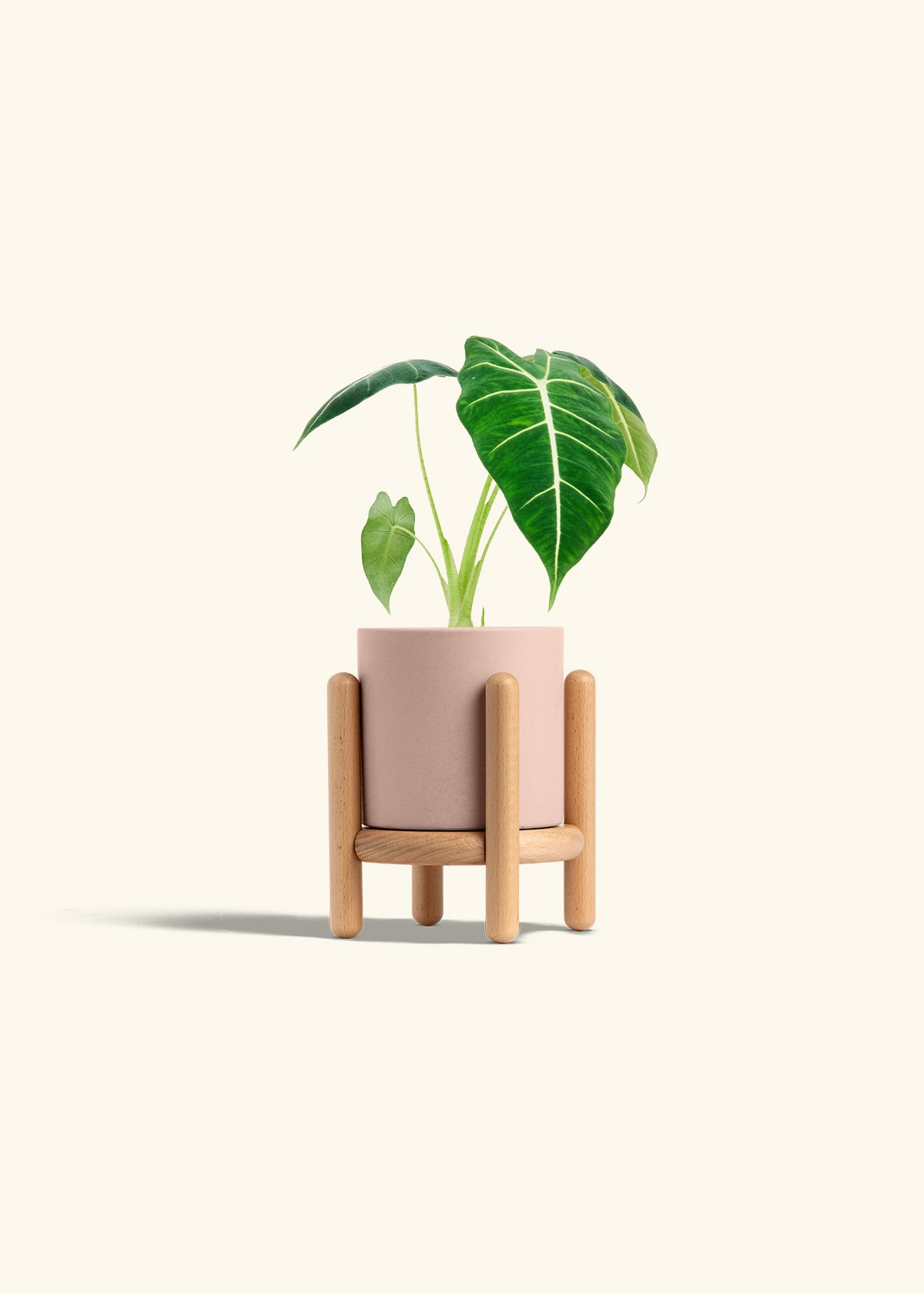 Alocasia Frydek in a 4 inches Pink Classic Cylinder Planter in a Beech Wood Stand