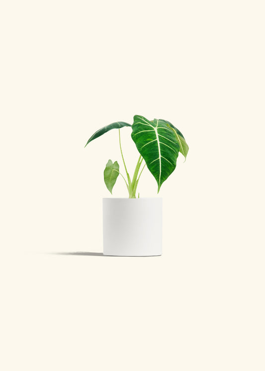 Alocasia Frydek in a 4 inches White Classic Cylinder Planter 