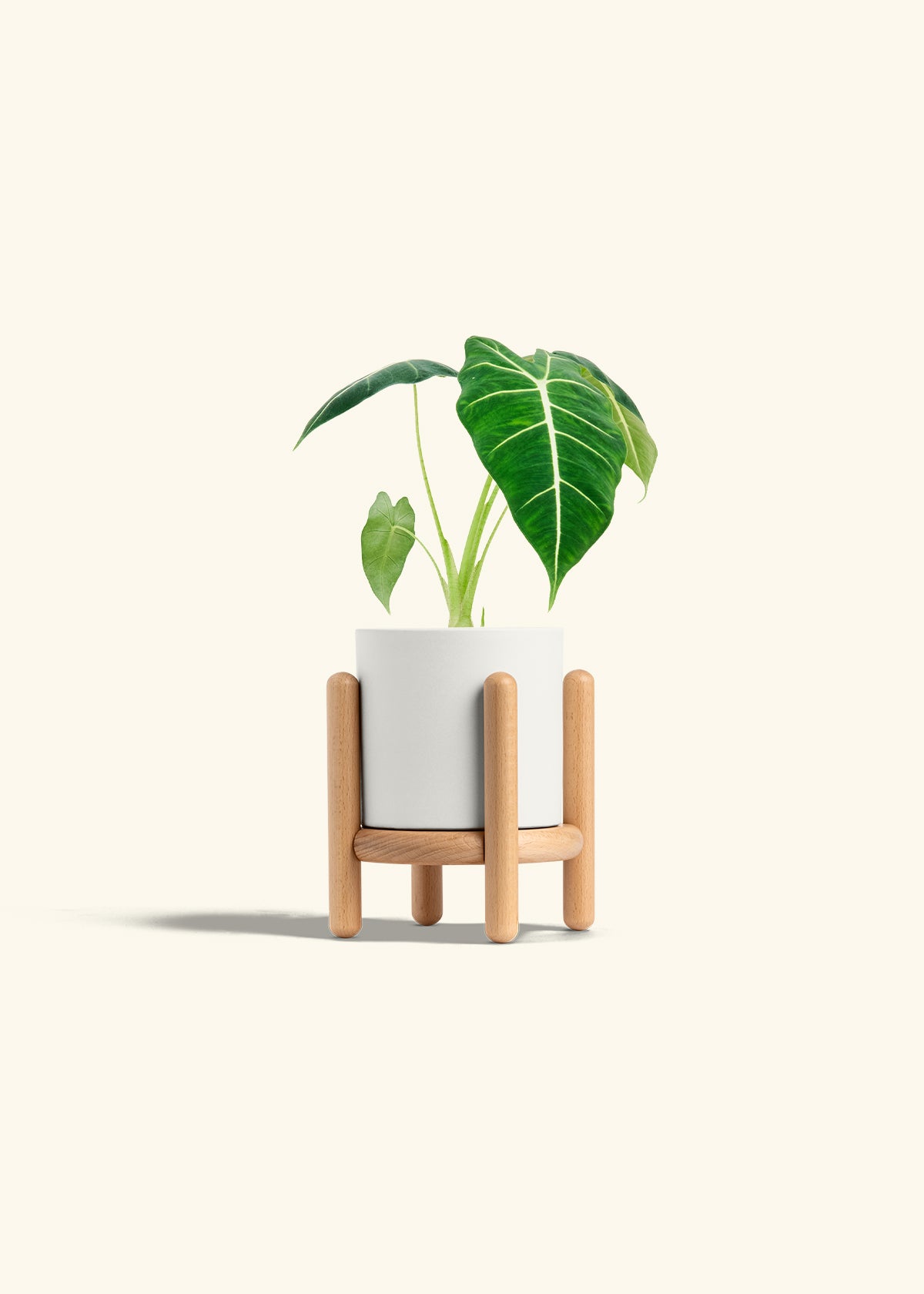 Alocasia Frydek in a 4 inches White Classic Cylinder Planter in a Beech Wood Stand
