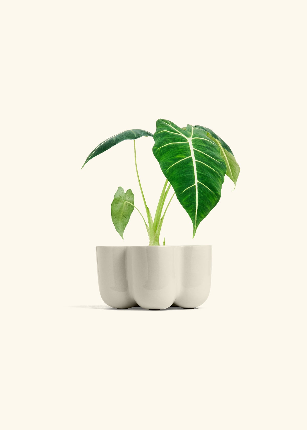 Alocasia Frydek in a 4 inches in a Oat Petal Planter