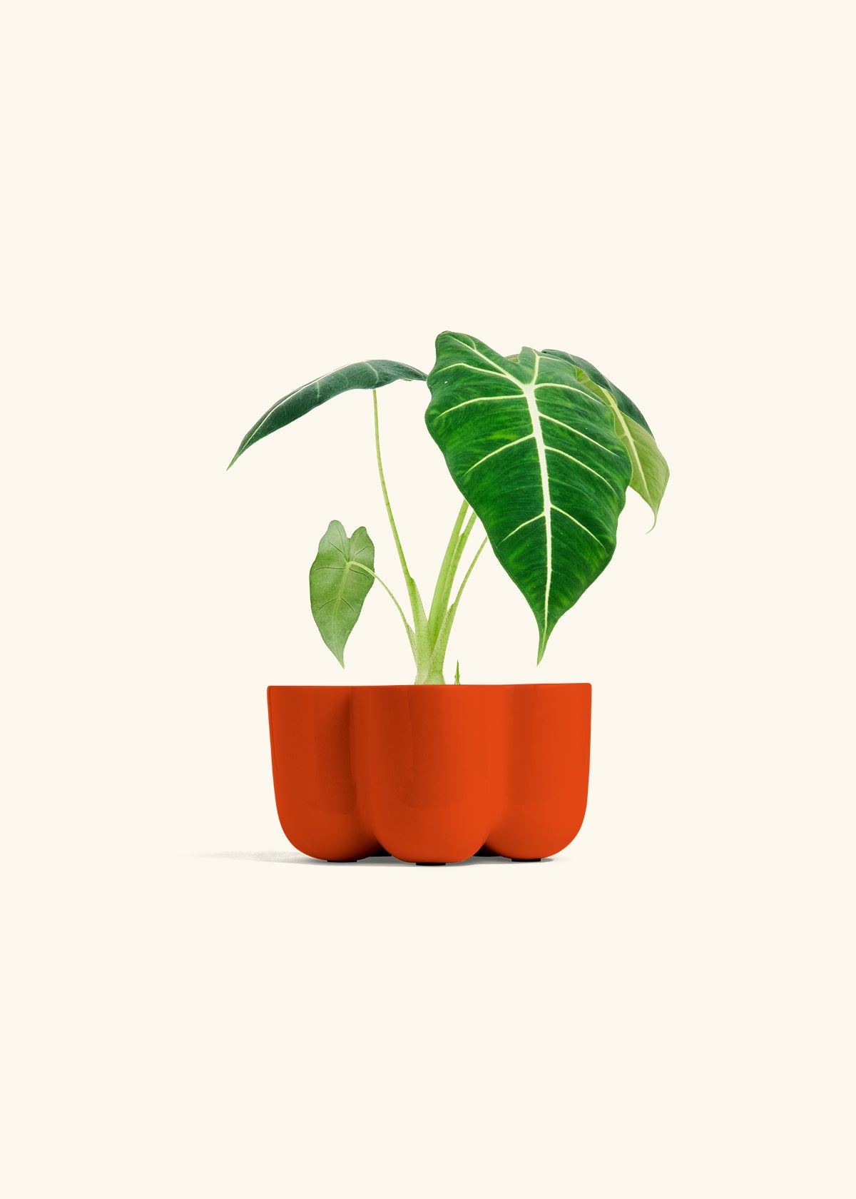 Alocasia Frydek in a 4 inches in a Red Petal Planter