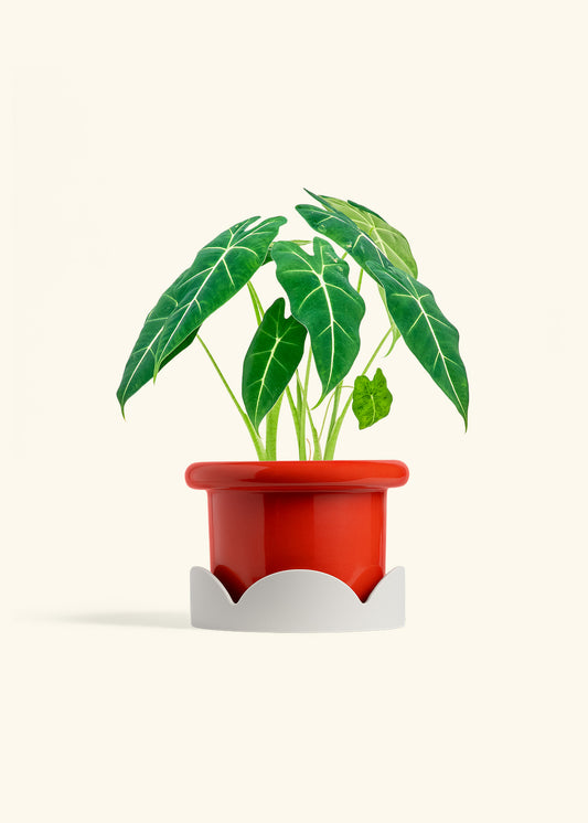 Fat Lip Planter Tray Combo, Poppy