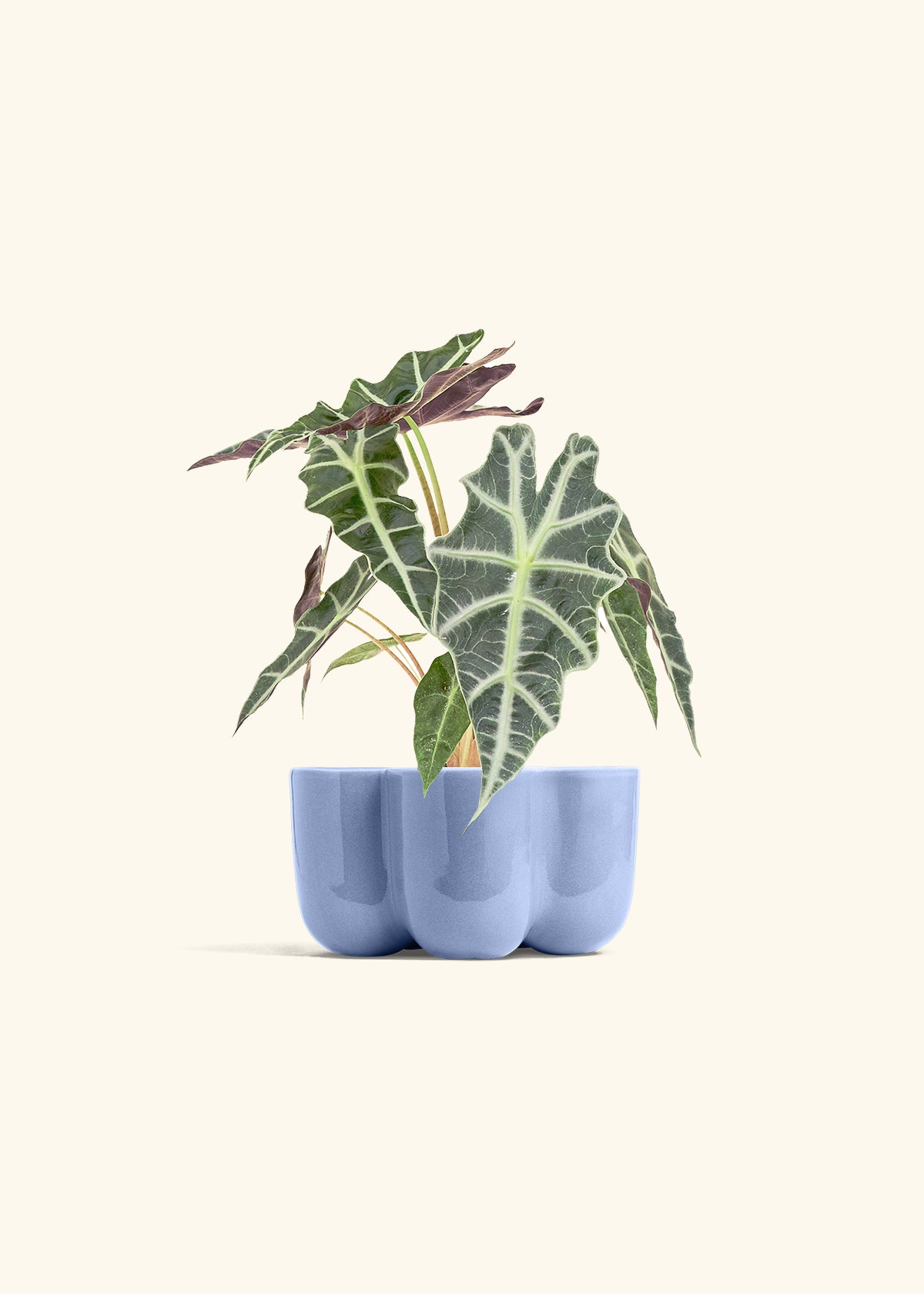Alocasia Polly in a 4 inches in a Blue Petal Planter