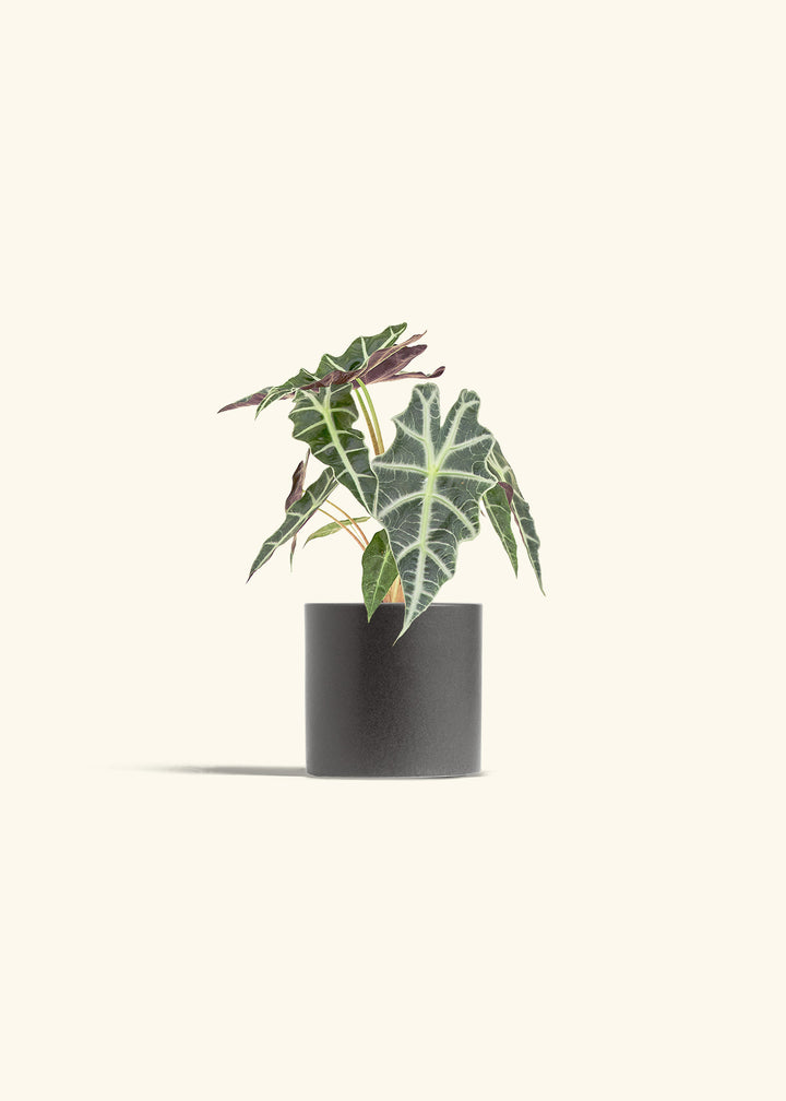 Alocasia Polly in a 4 inches Charcoal Classic Cylinder Planter 