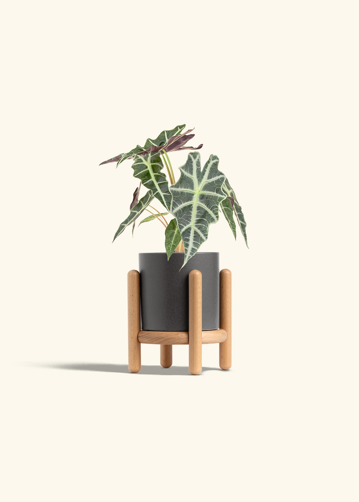 Alocasia Polly in a 4 inches Charcoal Classic Cylinder Planter in a Beech Wood Stand