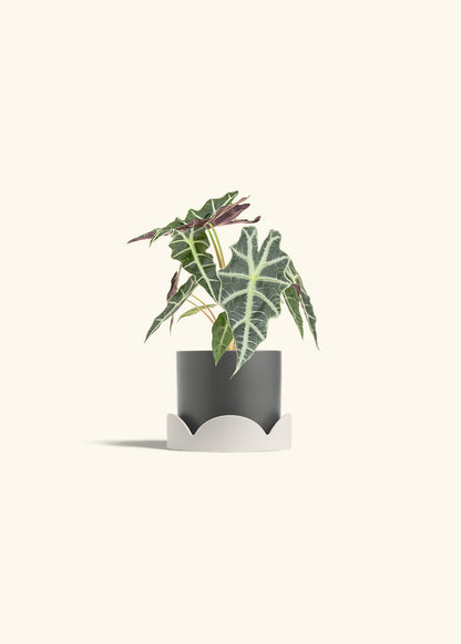 Alocasia Polly in a 4 inches Charcoal Classic Cylinder Planter in a Oat Petal Drip Tray
