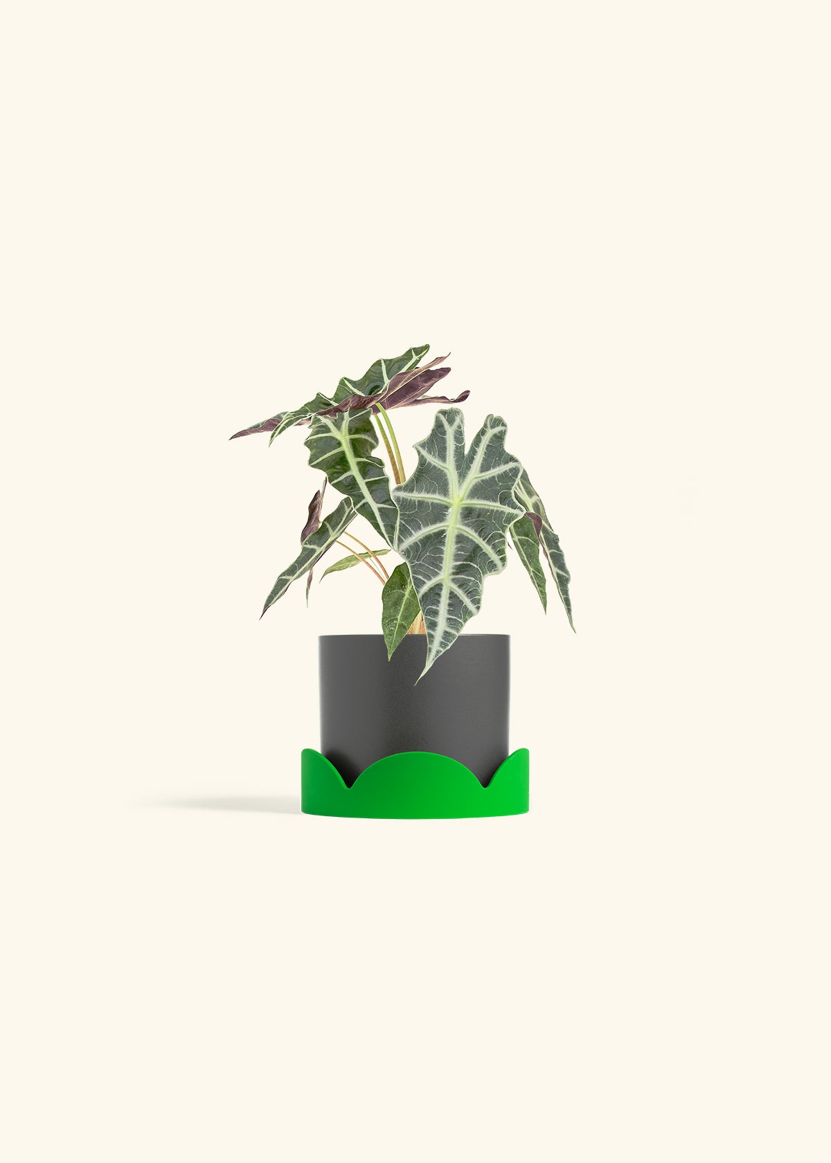 Alocasia Polly in a 4 inches Charcoal Classic Cylinder Planter in a Shamrock Petal Drip Tray