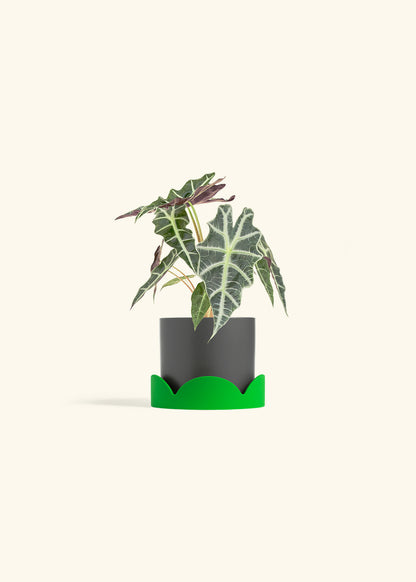 Alocasia Polly in a 4 inches Charcoal Classic Cylinder Planter in a Shamrock Petal Drip Tray