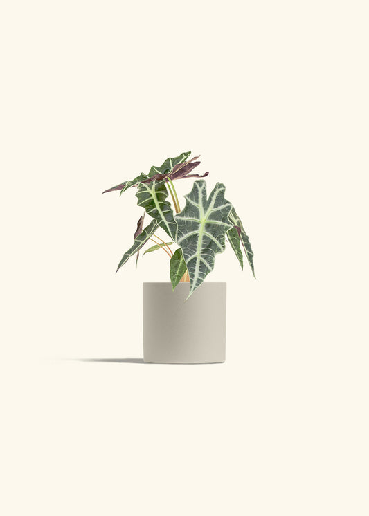 Alocasia Polly in a 4 inches Oat Classic Cylinder Planter 