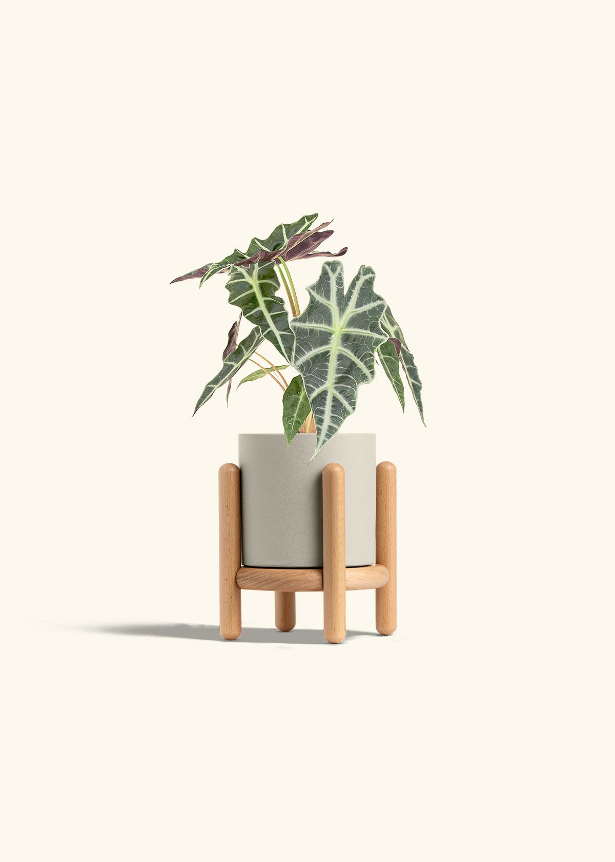 Alocasia Polly in a 4 inches Oat Classic Cylinder Planter in a Beech Wood Stand