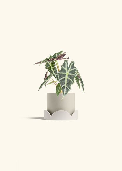 Alocasia Polly in a 4 inches Oat Classic Cylinder Planter in a Oat Petal Drip Tray