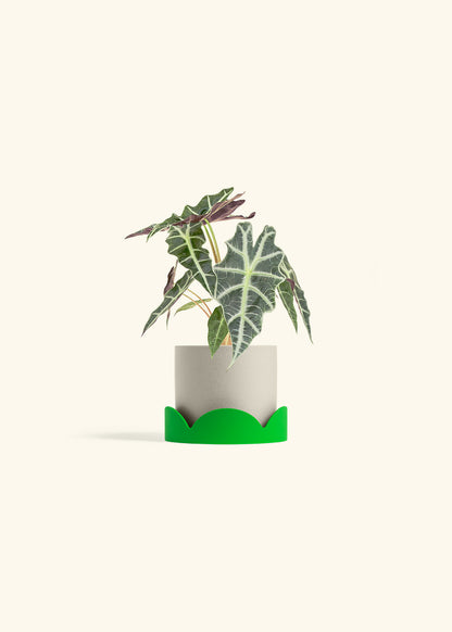 Alocasia Polly in a 4 inches Oat Classic Cylinder Planter in a Shamrock Petal Drip Tray
