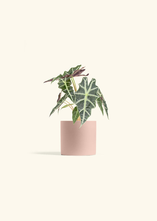 Alocasia Polly in a 4 inches Pink Classic Cylinder Planter 