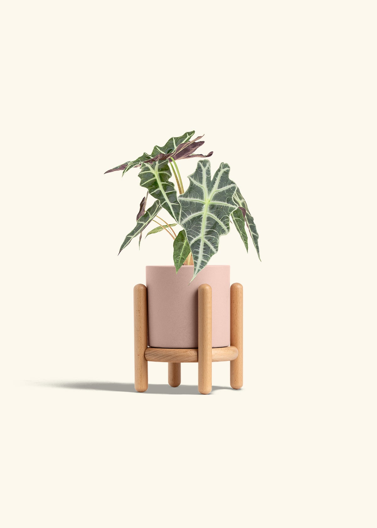 Alocasia Polly in a 4 inches Pink Classic Cylinder Planter in a Beech Wood Stand