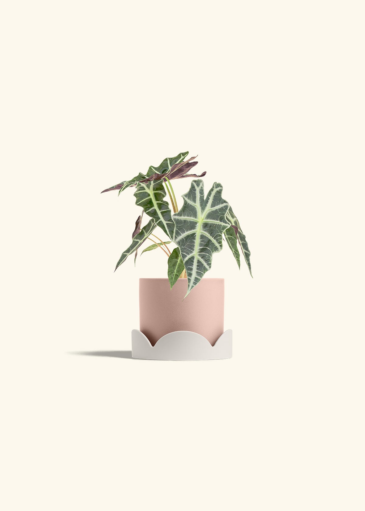 Alocasia Polly in a 4 inches Pink Classic Cylinder Planter in a Oat Petal Drip Tray