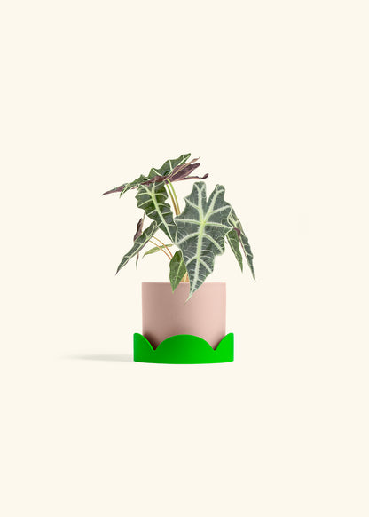 Alocasia Polly in a 4 inches Pink Classic Cylinder Planter in a Shamrock Petal Drip Tray