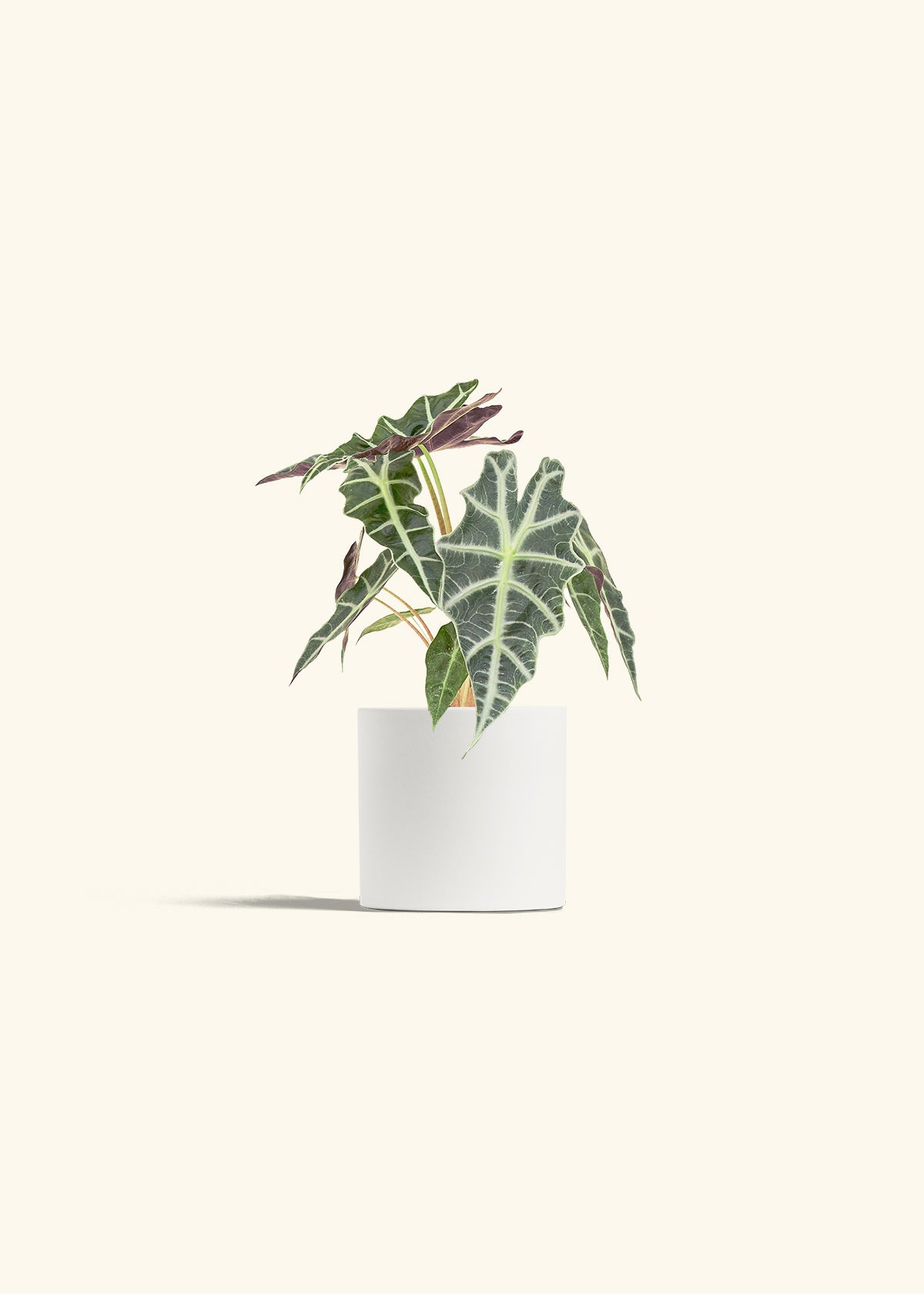 Alocasia Polly in a 4 inches White Classic Cylinder Planter 