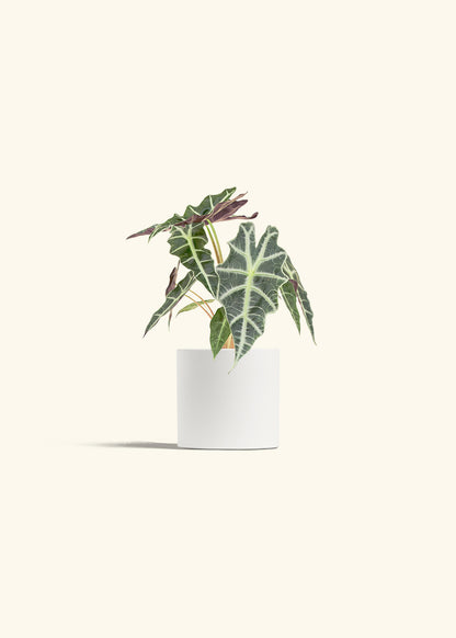 Alocasia Polly in a 4 inches White Classic Cylinder Planter 