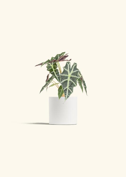 Alocasia Polly in a 4 inches White Classic Cylinder Planter 