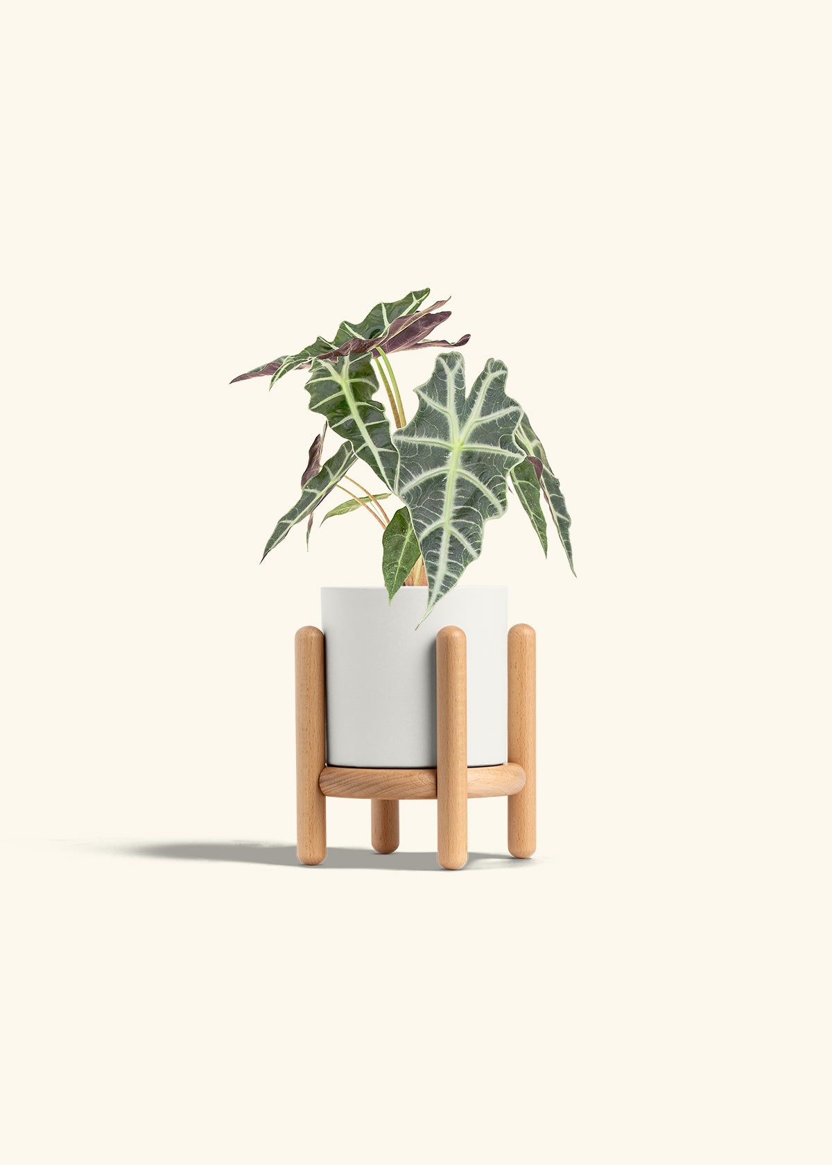 Alocasia Polly in a 4 inches White Classic Cylinder Planter in a Beech Wood Stand