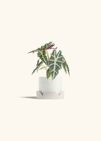 Alocasia Polly in a 4 inches White Classic Cylinder Planter in a Oat Petal Drip Tray