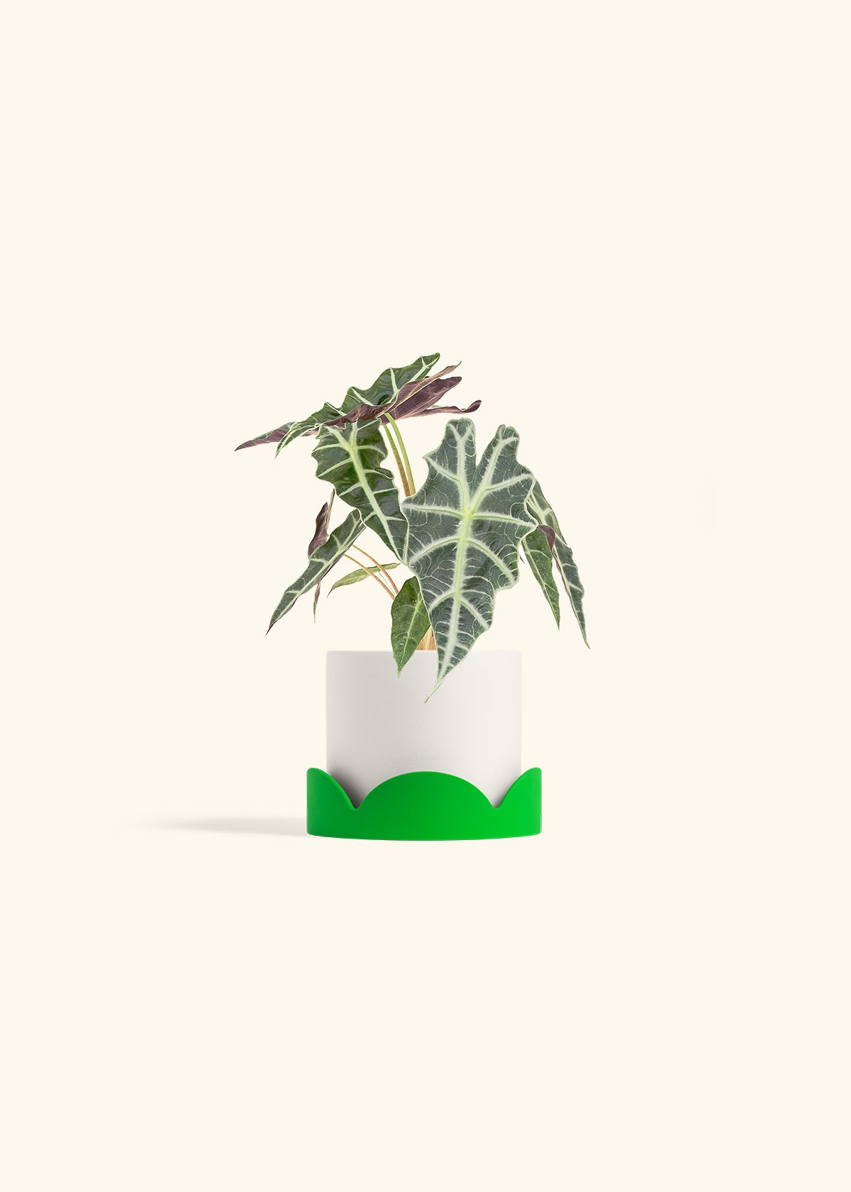 Alocasia Polly in a 4 inches White Classic Cylinder Planter in a Shamrock Petal Drip Tray