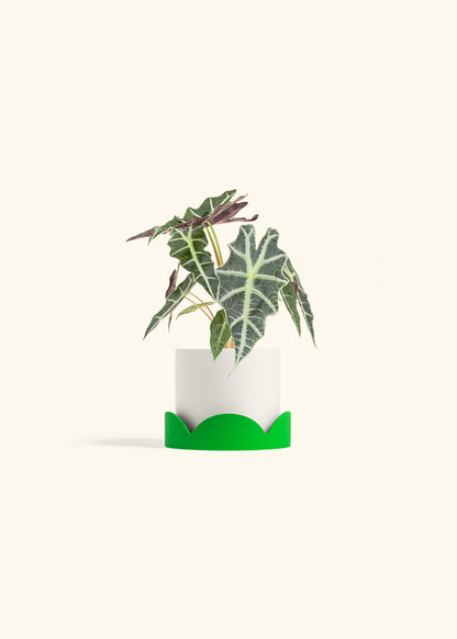 Alocasia Polly in a 4 inches White Classic Cylinder Planter in a Shamrock Petal Drip Tray