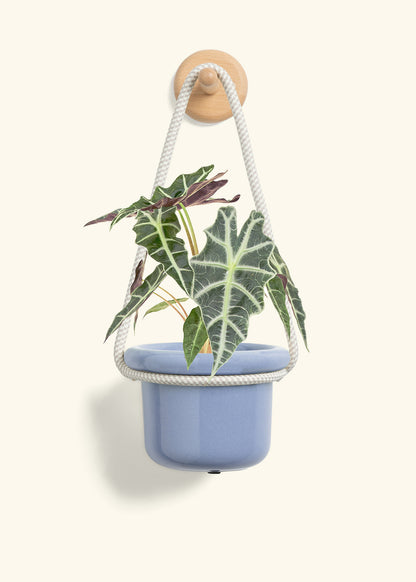 Alocasia 'Polly', Small