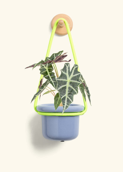 Alocasia 'Polly', Small