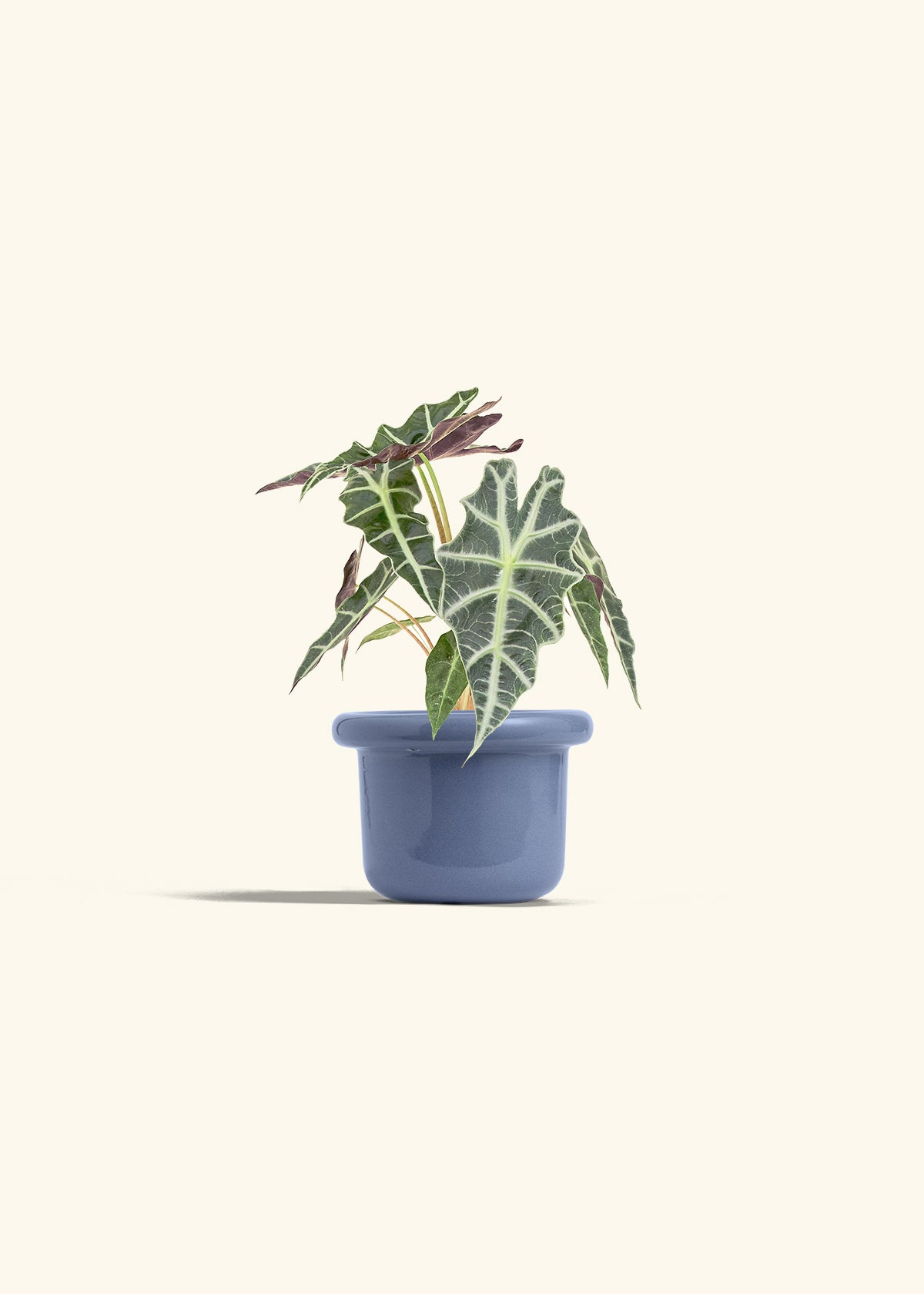 Alocasia Polly in a 4 inches Fat Lip Blue Planter 