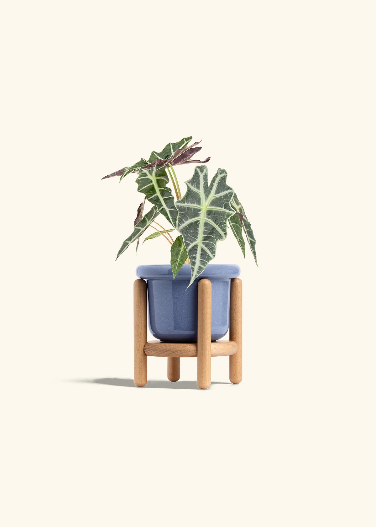 Alocasia Polly in a 4 inches Fat Lip Blue Planter in a Beech Wood Stand