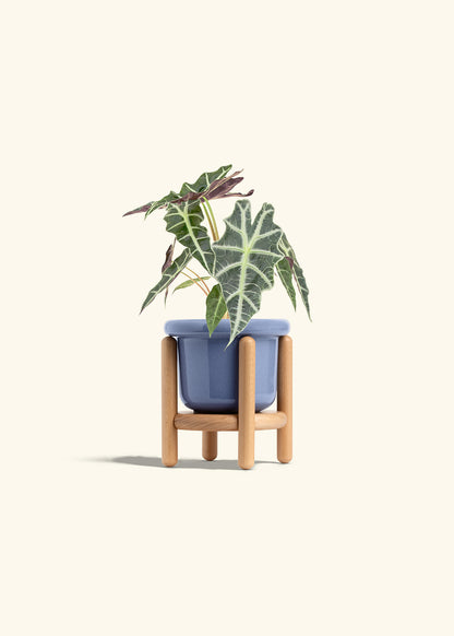Alocasia Polly in a 4 inches Fat Lip Blue Planter in a Beech Wood Stand