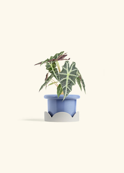Alocasia Polly in a 4 inches Fat Lip Blue Planter in a Oat Petal Drip Tray