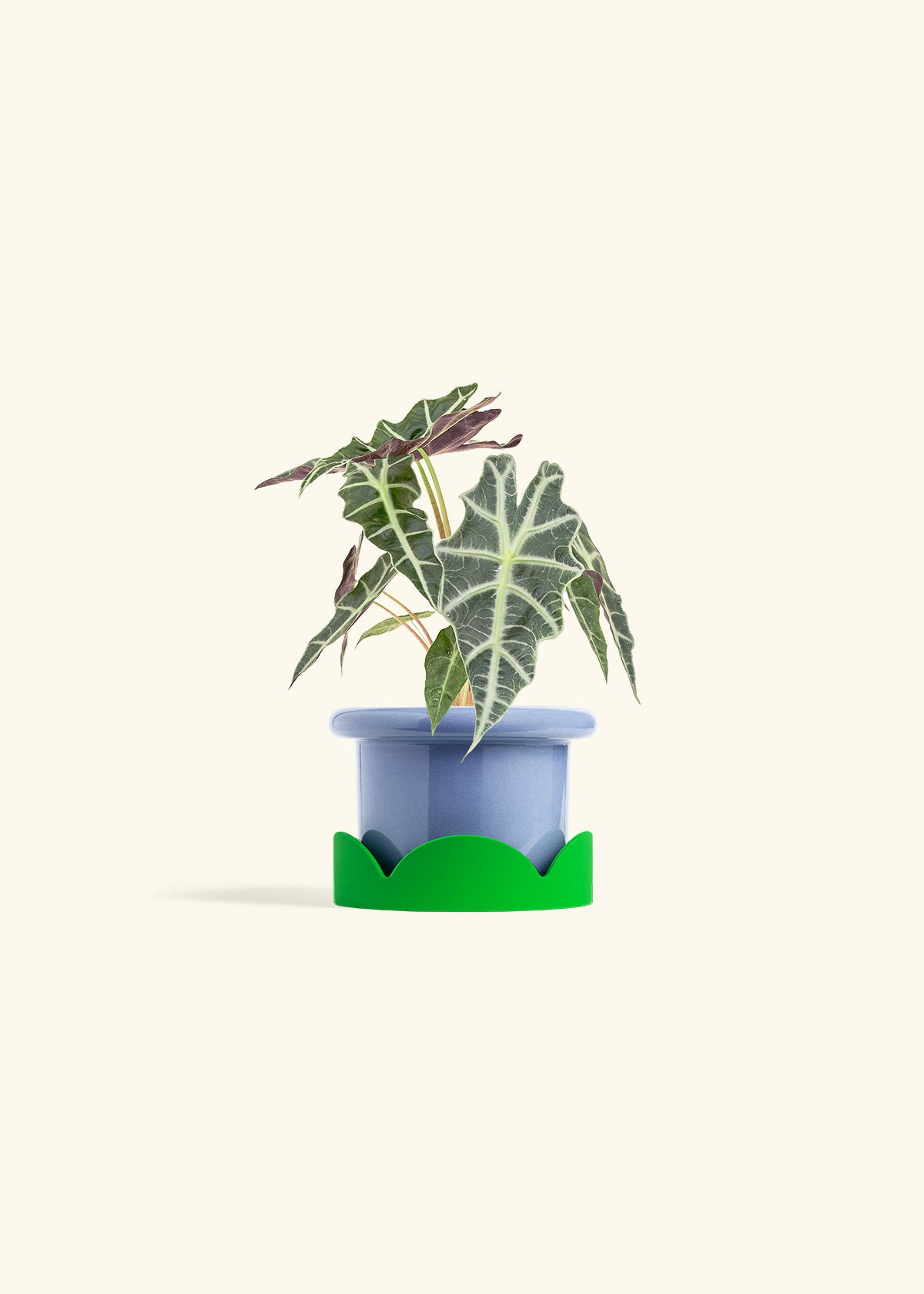 Alocasia Polly in a 4 inches Fat Lip Blue Planter in a Shamrock Petal Drip Tray