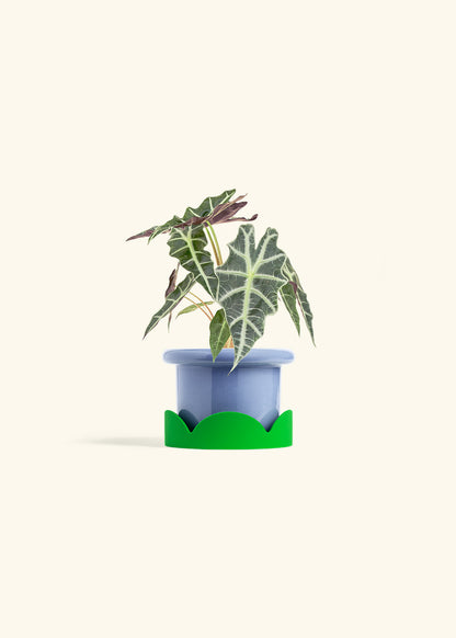 Alocasia Polly in a 4 inches Fat Lip Blue Planter in a Shamrock Petal Drip Tray