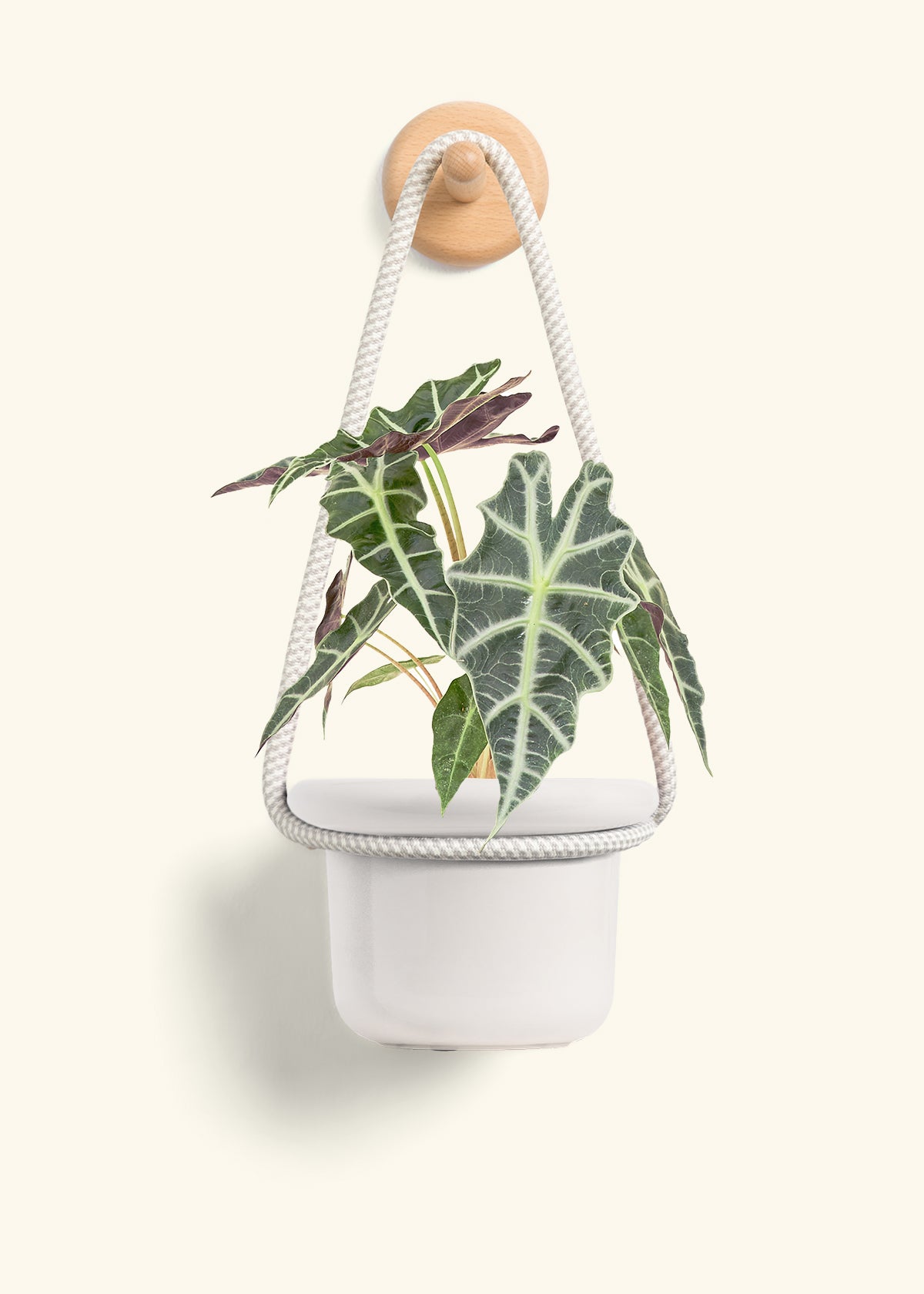 Alocasia 'Polly', Small