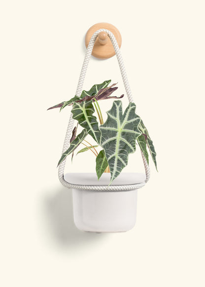 Alocasia 'Polly', Small