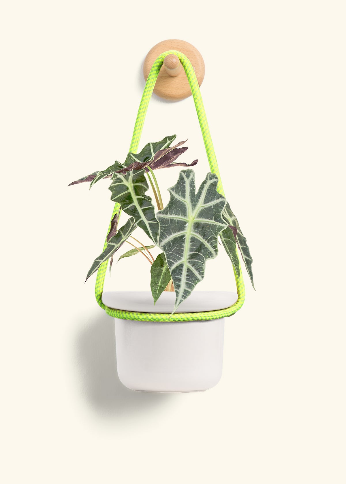Alocasia 'Polly', Small