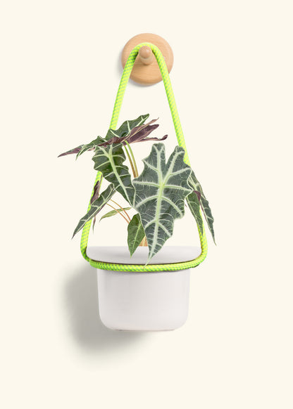 Alocasia 'Polly', Small