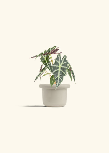 Alocasia Polly in a 4 inches Fat Lip Oat Planter 