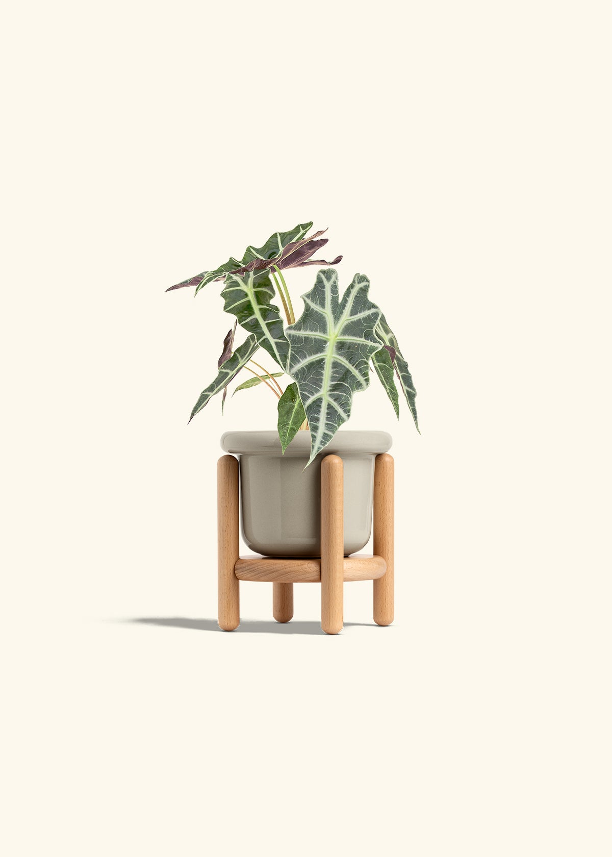Alocasia Polly in a 4 inches Fat Lip Oat Planter in a Beech Wood Stand