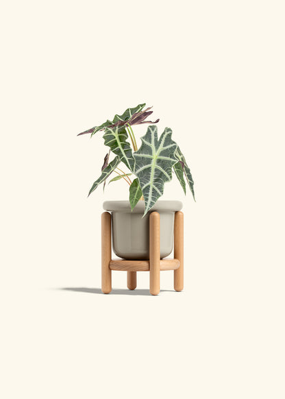 Alocasia Polly in a 4 inches Fat Lip Oat Planter in a Beech Wood Stand