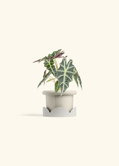 Alocasia Polly in a 4 inches Fat Lip Oat Planter in a Oat Petal Drip Tray