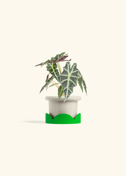 Alocasia Polly in a 4 inches Fat Lip Oat Planter in a Shamrock Petal Drip Tray